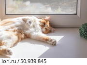 A ginger and white cat lounges gracefully on a windowsill, basking in the sun and showing relaxation. Стоковое фото, фотограф Коханова Наталья / Фотобанк Лори
