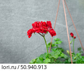 Красная герань (Pelargonium peltatum) ампельная. Стоковое фото, фотограф Лариса Веселова / Фотобанк Лори