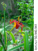 Лилейник "Кримсон Пират" (Красноднев,  лат. Hemerocallis) Стоковое фото, фотограф Лариса Веселова / Фотобанк Лори