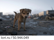 A stray dog stands in the middle of a trash dump. The concept of animal abuse. Стоковое AI-изображение, AI-художник Евгений Харитонов / Фотобанк Лори