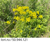 Erysimum amurense Kitag, (семейство Brassicaceae). Желтушник амурский на берегу реликтового озера Ахлестышева на острове Русский. Россия, Владивосток. Стоковое фото, фотограф Овчинникова Ирина / Фотобанк Лори