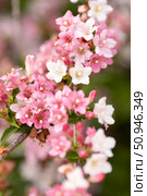 Pink delicate flowers of the Weigel shrub. Стоковое фото, фотограф Наталья Угрюмова / Фотобанк Лори