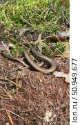 A slowworm basking in the forest sunlight. Legless lizard. Vertical video. Стоковое видео, видеограф Vadzim Yakubovich / Фотобанк Лори