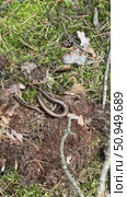 A slowworm basking in the forest sunlight. Legless lizard. Vertical video. Стоковое видео, видеограф Vadzim Yakubovich / Фотобанк Лори