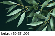 green willow tree leaf ai generated. Стоковое AI-изображение, AI-художник Vectorwin / Фотобанк Лори