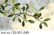 evergreen mistletoe plant ai generated. Стоковое AI-изображение, AI-художник Vectorwin / Фотобанк Лори