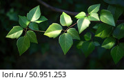 deciduous leaves on a vine ai generated. Стоковое AI-изображение, AI-художник Vectorwin / Фотобанк Лори