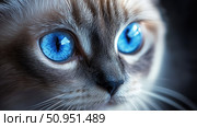 persian blue eyed cat ai generated. Стоковое AI-изображение, AI-художник Vectorwin / Фотобанк Лори