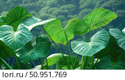 elephantear taro plant ai generated. Стоковое AI-изображение, AI-художник Vectorwin / Фотобанк Лори
