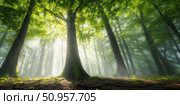 A foggy forest envelops towering deciduous trees, their trunks vanishing into the mist. Wet foliage and tangled roots on the ground add depth, creating a hauntingly beautiful wilderness. Стоковое AI-изображение, AI-художник Nart / Фотобанк Лори