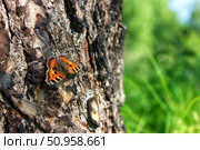 Бабочка. Стоковое фото, фотограф Кирилл Новиков / Фотобанк Лори