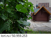 Гроздья поспевающего винограда на фоне храма. Редакционное фото, фотограф Дмитрий Неумоин / Фотобанк Лори