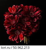 A bouquet of rich red gerberas on a black background. Contrasting lighting emphasizes the velvety texture of the petals and makes the composition spectacular and expressive. Ideal for use in the design of postcards, advertising materials, holiday decoration, posters and as an element of floral or romantic plots. Aesthetics of minimalism with an emphasis on color and shape. Стоковое AI-изображение, AI-художник Анна Кривицкая / Фотобанк Лори