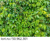Wild grape green leaves background. Natural hedge texture. Стоковое фото, фотограф Константин Григорьев / Фотобанк Лори