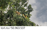 A family of wild monkeys sits on the branches of a tree, among the green foliage. Macaques take care of each other, clean their fur. Clouds in the sky. Malaysia. Borneo. Sandakan. Kinabatangan Reserve. Стоковое фото, фотограф Вера Ивановна Кубарева / Фотобанк Лори