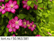 Vibrant Pink Clematis Ernest Markham Flowers Blooming in Lush Greenery. Стоковое фото, фотограф Ольга Губская / Фотобанк Лори