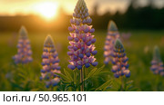 A tranquil scene of purple and pink lupine blooms glowing in the warm golden light of a sunset meadow, ideal for nature calendar or wall art. Стоковое AI-изображение, AI-художник Данила Большаков / Фотобанк Лори