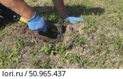 Man kneeling, reaching into mole burrow. Before setting mole trap. Стоковое видео, видеограф Vadzim Yakubovich / Фотобанк Лори
