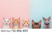 A delightful lineup of five adorable baby felines peeking up from a gentle pastel pink and blue split backdrop, expressing innocence and charm for pet lovers, a perfect animal greeting card or social. Стоковое AI-изображение, AI-художник Данила Большаков / Фотобанк Лори