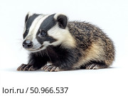 Photorealistic image of a badger on a white background. A young badger with distinctive black and white stripes on its face looks away, demonstrating its distinctive appearance and fluffy fur. Detailed fur texture and a crisp light background make the image ideal for use in educational materials, encyclopedias, product design and conservation projects. Стоковое AI-изображение, AI-художник Анна Кривицкая / Фотобанк Лори