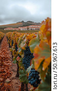 Bountiful purple grapes hang from golden autumn vines in a sprawling vineyard leading to a charming wine estate under a calm sky. Стоковое AI-изображение, AI-художник Данила Большаков / Фотобанк Лори