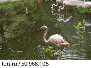 Розовый фламинго. Стоковое фото, фотограф Aleksandr Kovenant / Фотобанк Лори