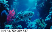 Mysterious spotted marine creature with unique lobed fins, gracefully swimming amidst vibrant coral and red underwater flora in a deep blue illuminated aquarium. Стоковое AI-изображение, AI-художник Данила Большаков / Фотобанк Лори