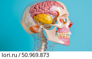 Detailed side view of an educational human head and upper spine anatomical model showcasing the brain, skull, jaw, teeth, and cervical vertebrae against a clear blue background. Стоковое AI-изображение, AI-художник Данила Большаков / Фотобанк Лори