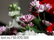 Beautiful floral arrangement features delicate pink chrysanthemums interspersed with white blossoms and green foliage. Vibrant bouquet is highlighted by nearby red flowers, cozy indoor setting. Стоковое фото, фотограф Olga Monako / Фотобанк Лори