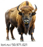 A Close-Up Portrait of a Majestic Bison Against a White Background. Generative AI. Стоковое AI-изображение, AI-художник Roman Zavorotny / Фотобанк Лори