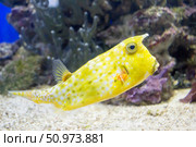 Longhorn Cowfish Lactoria cornuta. Angry fish. Стоковое фото, фотограф Татьяна Васильева / Фотобанк Лори