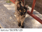 Заинтересованный котенок. Стоковое фото, фотограф Муховикова Мария / Фотобанк Лори