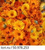 Calendula Officinalis: Vibrant Orange and Yellow Blooms – Botanical Art for Healing, Skincare, and Holistic Design. Стоковое фото, фотограф Максимова Марина / Фотобанк Лори