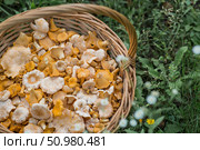 Yellow chanterelles in a beautiful wicker basket in a birch forest. Noble edible chanterelle mushrooms. Beautiful natural background texture. Стоковое фото, фотограф Photojuli / Фотобанк Лори