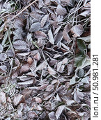 Leaves and various plants covered with frost and ice crystals Natural winter autumn background Copy space. Стоковое фото, фотограф Елена Гоосен / Фотобанк Лори