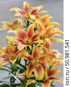 Lilium OA-hybrid Kavery in the flower garden. Стоковое фото, фотограф Володина Ольга / Фотобанк Лори
