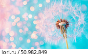 Pastel Dandelion Seed Head with Bokeh Background: A Dreamy Floral Macro. Стоковое AI-изображение, AI-художник Данила Большаков / Фотобанк Лори