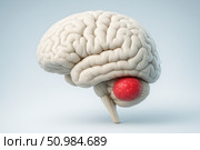 Clean medical rendering of a human brain with a highlighted posterior fossa tumor, ideal for neuroscience education or clinical infographics. Стоковое AI-изображение, AI-художник Башкирова Анна / Фотобанк Лори