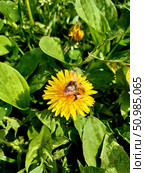Bees pollinate vibrant yellow dandelions in a lush green field on a sunny afternoon. Стоковое фото, фотограф Александра Рублева / Фотобанк Лори