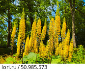 Long inflorescences with bright yellow flowers. Стоковое фото, фотограф Саблин Станислав / Фотобанк Лори
