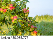 An apple tree branch laden with red and green apples promising a bountiful fall harvest. Стоковое фото, фотограф Коханова Наталья / Фотобанк Лори