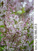 Delicate clusters of light pink and white lilac blossoms bloom against a soft green and lavender background. Seasonal change, nature appreciation, gardening, and aromatherapy. Стоковое фото, фотограф Софья Соломонова / Фотобанк Лори