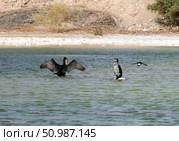 Two Great Cormorants (Phalacrocorax carbo) and collared sand martin (Riparia riparia) Стоковое фото, фотограф Irina Opachevsky / Фотобанк Лори