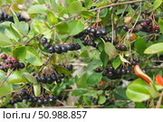 Спелая черноплодная рябина на ветке в саду (Aronia melanocarpa) Стоковое фото, фотограф Сергей Овчинников / Фотобанк Лори