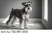 Miniature schnauzer standing on carpet in black and white. Стоковое фото, фотограф Юрий Поздников / Фотобанк Лори