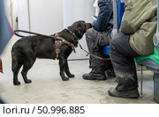 Loyal guide canine assists passenger on public transport. Стоковое фото, фотограф Данила Большаков / Фотобанк Лори