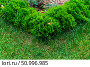 A Lush Green Garden Hedge Bordering a Lawn. Стоковое фото, фотограф Данила Большаков / Фотобанк Лори