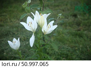 Белые лилии в саду. Стоковое фото, фотограф Земскова Елена / Фотобанк Лори