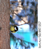 Tit bird looks for food on a pine tree. Стоковое фото, фотограф Александр Карпенко / Фотобанк Лори