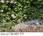 Viburnum opulus or guelder-rose bushes in blossom. Fallen petals on the ground. Стоковое фото, фотограф Сергей Пристяжнюк (Serg Zastavkin) / Фотобанк Лори